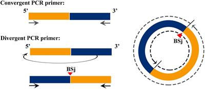 Identification of circRNAs in the Liver of Whitespotted Bamboo Shark (Chiloscyllium plagiosum)